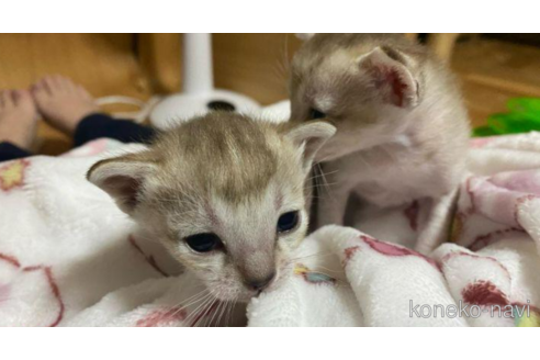 成約済の広島県のシンガプーラ-47732の3枚目